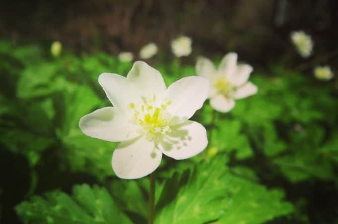 Soka Universityさんのインスタグラム写真 - (Soka UniversityInstagram)「Campus Seasonal Photos April ③ 丹木の歳時記　卯月(三) ⑴ Pond of Literature・文学の池 ⑵ Common medlar・亜米利加花梨(アメリカハナナシ) ⑶ Chinese quince・花梨(カリン) ⑷ Flowering crab apple・海棠(カイドウ) ⑸ Crab apple・姫林檎(ヒメリンゴ) ⑹ a Japanese globeflower・山吹(ヤマブキ) ⑺ Creeping bugleweed・金瘡小草(キランソウ) ⑻ Japanese iris・著莪(シャガ) ⑼ Soft windflower・二輪草(ニリンソウ) ⑽ Gentiana zollingeri・筆竜胆(フデリンドウ) #discoversoka #sodaigram #sodaipictures #sokaphotos #sodai #sokauniversity #創価大学 #hachioji #八王子 #tokyo #東京 #campus #キャンパス #university #大学 #students #学生 #global #グローバル #april #4月 #卯月 #fourseasons #四季 #spring #春 #nature #自然 #environment #環境」5月2日 10時45分 - sokauniversity