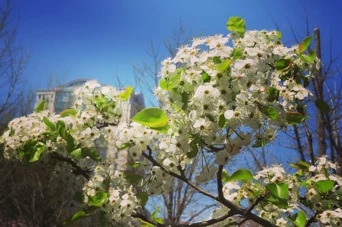 Soka Universityさんのインスタグラム写真 - (Soka UniversityInstagram)「Campus Seasonal Photos April ③ 丹木の歳時記　卯月(三) ⑴ Pond of Literature・文学の池 ⑵ Common medlar・亜米利加花梨(アメリカハナナシ) ⑶ Chinese quince・花梨(カリン) ⑷ Flowering crab apple・海棠(カイドウ) ⑸ Crab apple・姫林檎(ヒメリンゴ) ⑹ a Japanese globeflower・山吹(ヤマブキ) ⑺ Creeping bugleweed・金瘡小草(キランソウ) ⑻ Japanese iris・著莪(シャガ) ⑼ Soft windflower・二輪草(ニリンソウ) ⑽ Gentiana zollingeri・筆竜胆(フデリンドウ) #discoversoka #sodaigram #sodaipictures #sokaphotos #sodai #sokauniversity #創価大学 #hachioji #八王子 #tokyo #東京 #campus #キャンパス #university #大学 #students #学生 #global #グローバル #april #4月 #卯月 #fourseasons #四季 #spring #春 #nature #自然 #environment #環境」5月2日 10時45分 - sokauniversity