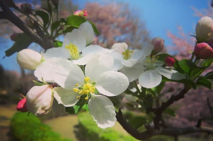 Soka Universityさんのインスタグラム写真 - (Soka UniversityInstagram)「Campus Seasonal Photos April ③ 丹木の歳時記　卯月(三) ⑴ Pond of Literature・文学の池 ⑵ Common medlar・亜米利加花梨(アメリカハナナシ) ⑶ Chinese quince・花梨(カリン) ⑷ Flowering crab apple・海棠(カイドウ) ⑸ Crab apple・姫林檎(ヒメリンゴ) ⑹ a Japanese globeflower・山吹(ヤマブキ) ⑺ Creeping bugleweed・金瘡小草(キランソウ) ⑻ Japanese iris・著莪(シャガ) ⑼ Soft windflower・二輪草(ニリンソウ) ⑽ Gentiana zollingeri・筆竜胆(フデリンドウ) #discoversoka #sodaigram #sodaipictures #sokaphotos #sodai #sokauniversity #創価大学 #hachioji #八王子 #tokyo #東京 #campus #キャンパス #university #大学 #students #学生 #global #グローバル #april #4月 #卯月 #fourseasons #四季 #spring #春 #nature #自然 #environment #環境」5月2日 10時45分 - sokauniversity