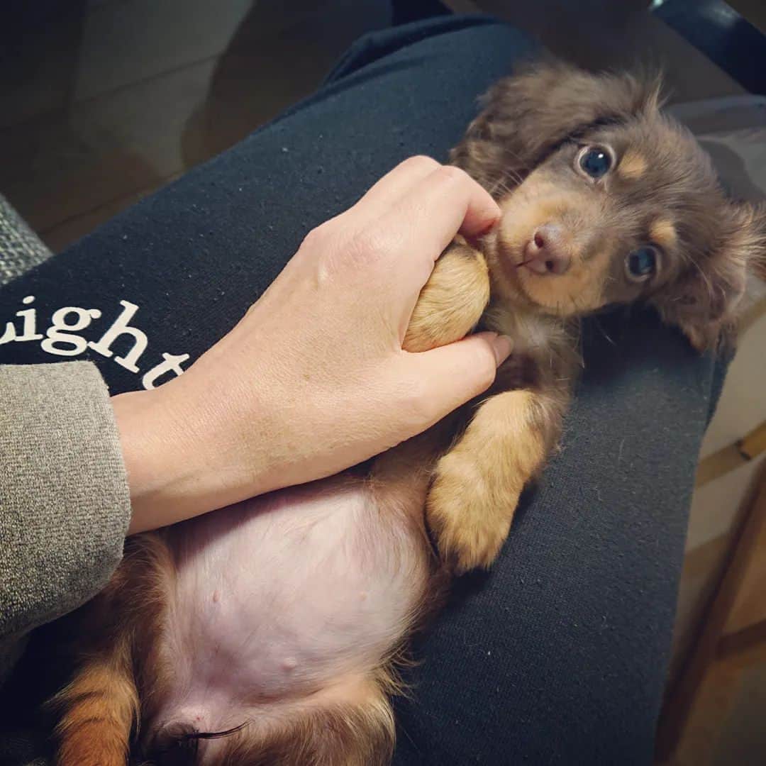 くるみんのインスタグラム：「* ひまりちゃん、あざと可愛い❤️ ③は自撮り風だね😆  今回、ひまりちゃんは大阪のブリーダーさんレインボーシャワーケネル様( @rainss24 さん )からお迎えしました。 私は一人旅で夜行バスで向かい、そこから電車で30分ほど移動し対面😆 帰りは新幹線で戻りました。 大阪を観光する時間は無かったけど、新幹線に乗ったのは実に20年ぶりくらい？ 電車内では一言も鳴かず、とっても良い子でした。  #カニンヘンダックスの日常 #カニンヘンダックス大好き #カニンヘンダックスフンド #カニンヘンダックスフント #カニンヘンダックスフンドチョコタン #カニンヘン #カニンヘンダックス #カニンヘン多頭飼い #カニンヘンの会 #チョコタンダックスフント #チョコタンダックスフンド #チョコタンダックス #チョコタン #ダックス多頭飼い #ダックスフントカニンヘン #ダックスフント #ダックスフンド #ダックス #ダックスパピー #ダックスの日常 #ダックスフンドカニンヘン #ダックス部 #ダックス短足部 #パピー #puppy #レインボーシャワーケネル出身 #レインボーシャワーケネル #dachshund #dachs #dog」