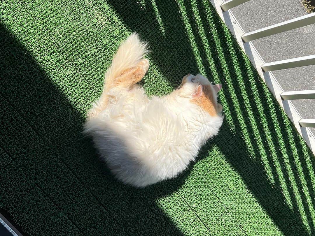 Kachimo Yoshimatsuのインスタグラム：「よか天気ばい！ おひさん、万歳！  #うちの猫ら #猫 #okaki #ねこ #ニャンスタグラム #にゃんすたぐらむ #ねこのきもち #cat #ネコ #catstagram #ネコ部 http://kachimo.exblog.jp」