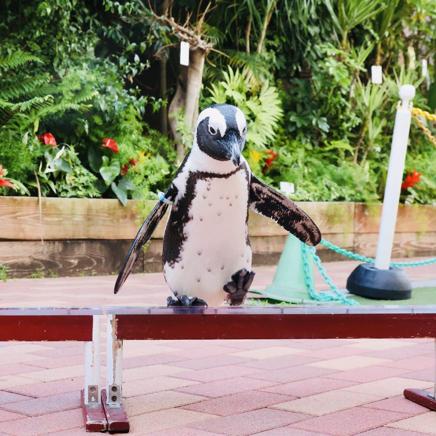 アクアパーク品川さんのインスタグラム写真 - (アクアパーク品川Instagram)「ペンギンのミニパフォーマンス🐧 ケープペンギンたちが身体能力を活かしてさまざまな遊具に挑戦💨  #ケープペンギン #ペンギン #penguin #ミニパフォーマンス  #シーソー #ハードル #アクアパークfriends  #マクセルアクアパーク品川 #MaxellAquaParkShinagawa #アクアパーク #aquapark #アクアパーク品川 #aquaparkshinagawa #水族館 #aquarium #水族館デート #デート #お出かけ #東京 #都内 #品川 #駅近 #東京観光 #屋内遊び場 #品川プリンスホテル #品プリ」5月2日 12時39分 - aquapark_official