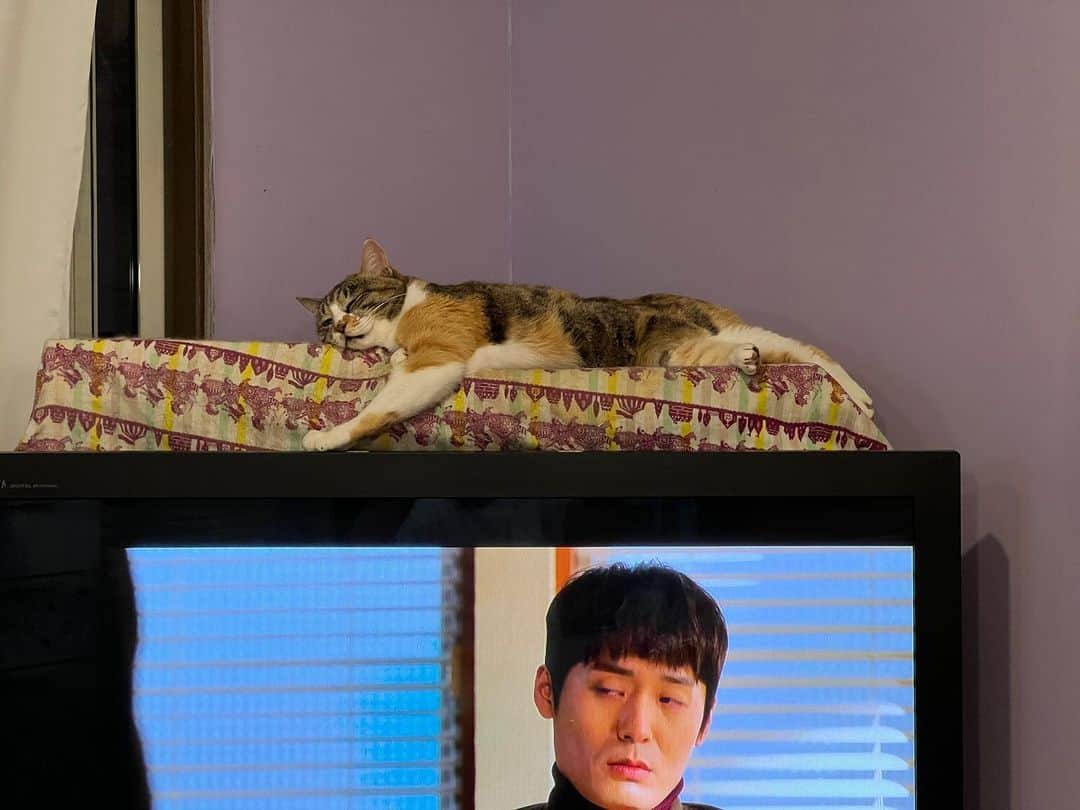 Kachimo Yoshimatsuのインスタグラム：「ねむいのです。 かんこくドラマばっかりみてないで、 パパしゃん、そろそろでんきをけしてくださいな｡  #うちの猫ら #猫 #castella #ねこ #ニャンスタグラム #にゃんすたぐらむ #ねこのきもち #cat #ネコ #catstagram #ネコ部 http://kachimo.exblog.jp」