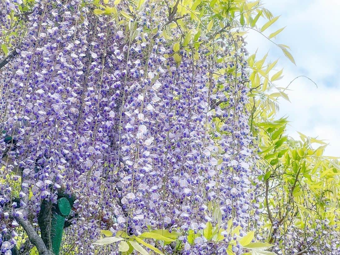 紗々さんのインスタグラム写真 - (紗々Instagram)「藤の花が見たくて、藤棚がある神社に行ってみた(ﾟωﾟ)！  4年前にイタリアで見たお家からモコモコ、藤の花が咲いているのが可愛くて。日本でもしっかり見たいなー✨って思っていたのですが…！  蜂、🐝ハチ、🐝はち、、🐝  遭遇した事のないくらいの大量のクマバチ(人は襲わないらしい)が藤の花の蜜を吸っていて…  私は恐怖におののき、羽音で鳥肌、顔真っ青で写真を撮りました( ꒪⌓꒪)📷命がけ！  多分もう日本の藤棚にはしばらく行かないと思います…🫠トラウマです。。  あと藤棚より山の中の突然の藤とか、外国の庭先のモコモコ藤の方が私はすき。  親戚から「不治の病で縁起が悪いから日本人は家に植えない」と聞きびっくり。  白い壁に藤の花、凄い綺麗なのになあ。  まあ、でっかい蜂が来るから私には遠い夢のおはなし😇  #藤 #藤棚 #蜂 #ファインダー越しの私の世界 #gw #wisteria #flowers #photography #instagram #trip」5月2日 13時50分 - 03sasa03