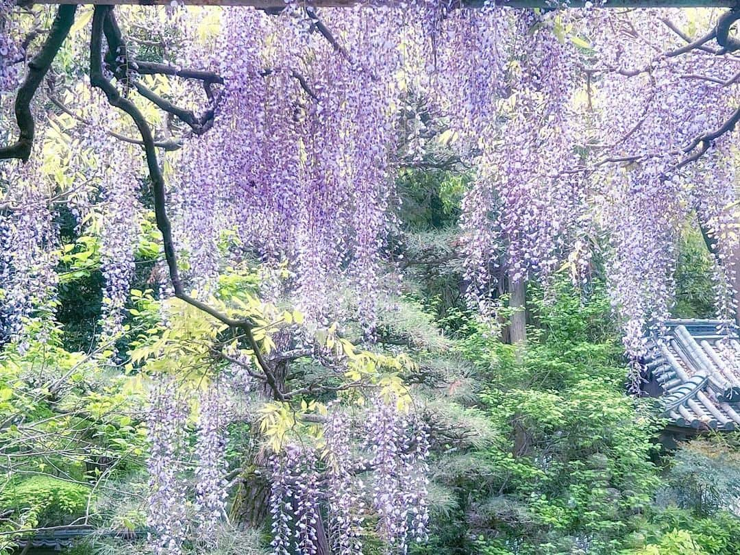 紗々さんのインスタグラム写真 - (紗々Instagram)「藤の花が見たくて、藤棚がある神社に行ってみた(ﾟωﾟ)！  4年前にイタリアで見たお家からモコモコ、藤の花が咲いているのが可愛くて。日本でもしっかり見たいなー✨って思っていたのですが…！  蜂、🐝ハチ、🐝はち、、🐝  遭遇した事のないくらいの大量のクマバチ(人は襲わないらしい)が藤の花の蜜を吸っていて…  私は恐怖におののき、羽音で鳥肌、顔真っ青で写真を撮りました( ꒪⌓꒪)📷命がけ！  多分もう日本の藤棚にはしばらく行かないと思います…🫠トラウマです。。  あと藤棚より山の中の突然の藤とか、外国の庭先のモコモコ藤の方が私はすき。  親戚から「不治の病で縁起が悪いから日本人は家に植えない」と聞きびっくり。  白い壁に藤の花、凄い綺麗なのになあ。  まあ、でっかい蜂が来るから私には遠い夢のおはなし😇  #藤 #藤棚 #蜂 #ファインダー越しの私の世界 #gw #wisteria #flowers #photography #instagram #trip」5月2日 13時50分 - 03sasa03