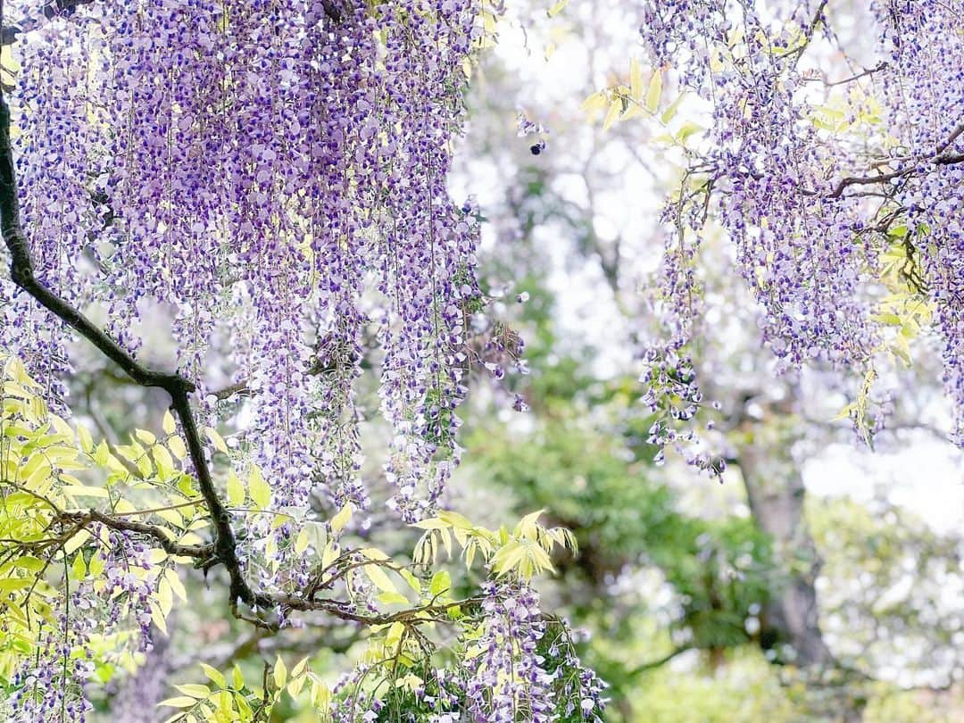 紗々さんのインスタグラム写真 - (紗々Instagram)「藤の花が見たくて、藤棚がある神社に行ってみた(ﾟωﾟ)！  4年前にイタリアで見たお家からモコモコ、藤の花が咲いているのが可愛くて。日本でもしっかり見たいなー✨って思っていたのですが…！  蜂、🐝ハチ、🐝はち、、🐝  遭遇した事のないくらいの大量のクマバチ(人は襲わないらしい)が藤の花の蜜を吸っていて…  私は恐怖におののき、羽音で鳥肌、顔真っ青で写真を撮りました( ꒪⌓꒪)📷命がけ！  多分もう日本の藤棚にはしばらく行かないと思います…🫠トラウマです。。  あと藤棚より山の中の突然の藤とか、外国の庭先のモコモコ藤の方が私はすき。  親戚から「不治の病で縁起が悪いから日本人は家に植えない」と聞きびっくり。  白い壁に藤の花、凄い綺麗なのになあ。  まあ、でっかい蜂が来るから私には遠い夢のおはなし😇  #藤 #藤棚 #蜂 #ファインダー越しの私の世界 #gw #wisteria #flowers #photography #instagram #trip」5月2日 13時50分 - 03sasa03