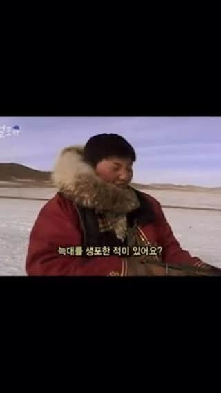 AS4Uのインスタグラム：「몽골 유목민의 늑대 사냥법 | Mongolian nomads' way of hunting wolves  ✅원본 영상➡️ https://youtu.be/PndyXYeOYFw  ✳️회차정보: VJ특공대 295회 (2006년 2월 10일 방송)  #애니멀포유 #늑대 #몽골 #wolf #mongolia #쇼츠 #shorts @KBS동물티비 : 애니멀포유 animal4u @animal4u」