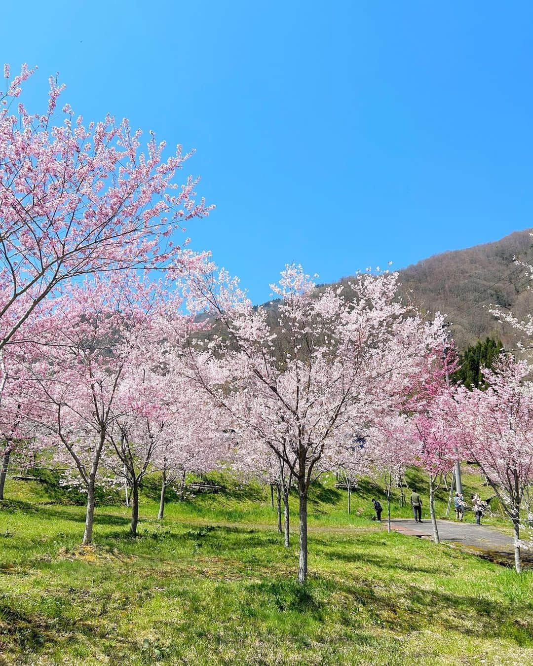 太田唯さんのインスタグラム写真 - (太田唯Instagram)「#ひらゆさくら 🚡🌸 .  久しぶりに岐阜県平湯へやって来ました〜！  ラジオでもお世話になった「ナガセスッポン養殖場」さんの 敷地内には400本もの桜があって。 360°の大パノラマとピンクの桜は ちょっとため息でるくらいに美しかったです   (GWの今がまさに見頃だそうですよ)  . そして その桜の足元で頑張っていたツクシも なんだか愛おしかった (iPhoneのピントが限界むかえたのでボケててごめんなさい)  1回行ってみてほしい！  . #ひらゆさくら #岐阜県観光 #平湯温泉 #観光スポット #cherryblossom #桜スポット」5月2日 14時48分 - yuiohta.official