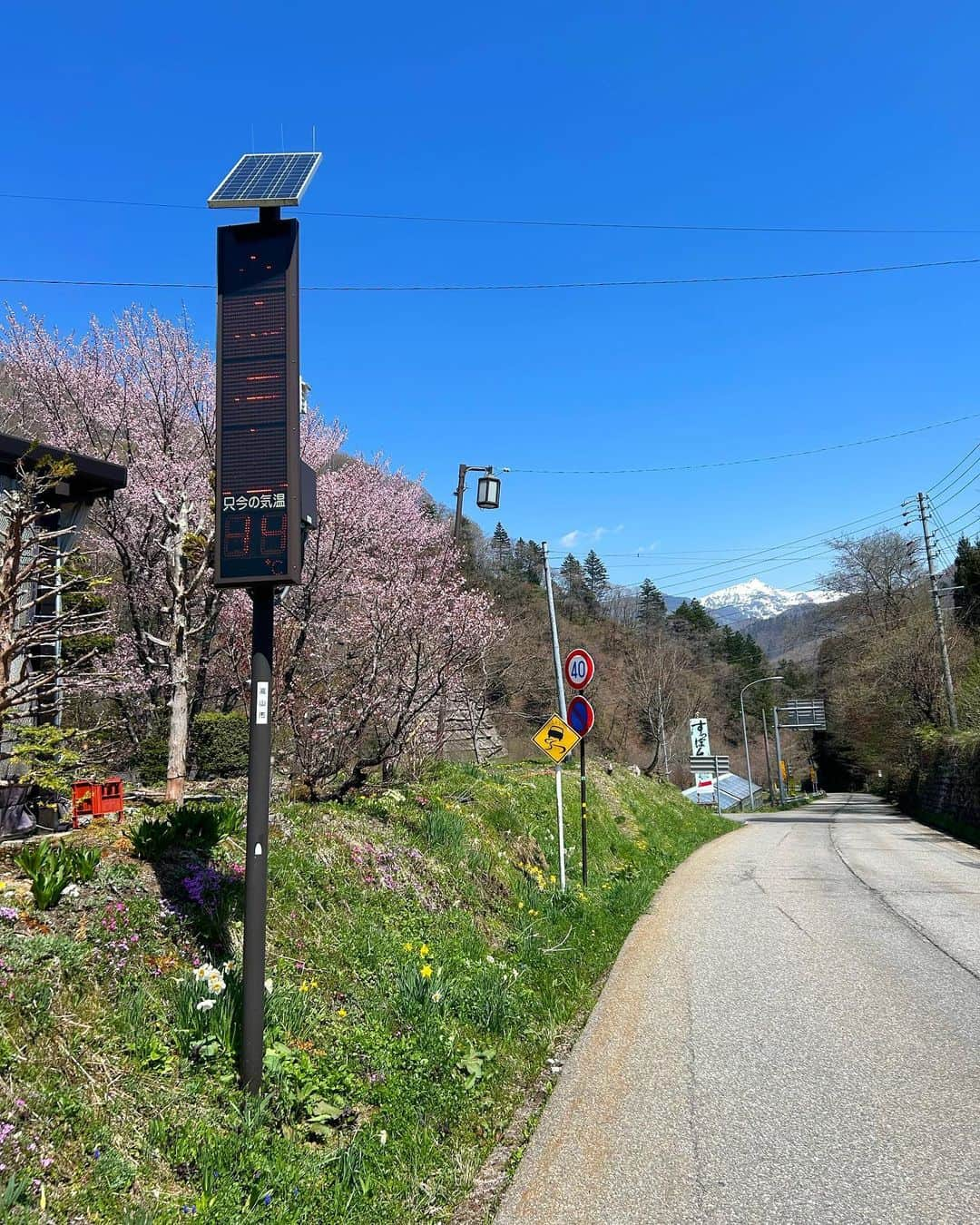 太田唯さんのインスタグラム写真 - (太田唯Instagram)「#ひらゆさくら 🚡🌸 .  久しぶりに岐阜県平湯へやって来ました〜！  ラジオでもお世話になった「ナガセスッポン養殖場」さんの 敷地内には400本もの桜があって。 360°の大パノラマとピンクの桜は ちょっとため息でるくらいに美しかったです   (GWの今がまさに見頃だそうですよ)  . そして その桜の足元で頑張っていたツクシも なんだか愛おしかった (iPhoneのピントが限界むかえたのでボケててごめんなさい)  1回行ってみてほしい！  . #ひらゆさくら #岐阜県観光 #平湯温泉 #観光スポット #cherryblossom #桜スポット」5月2日 14時48分 - yuiohta.official