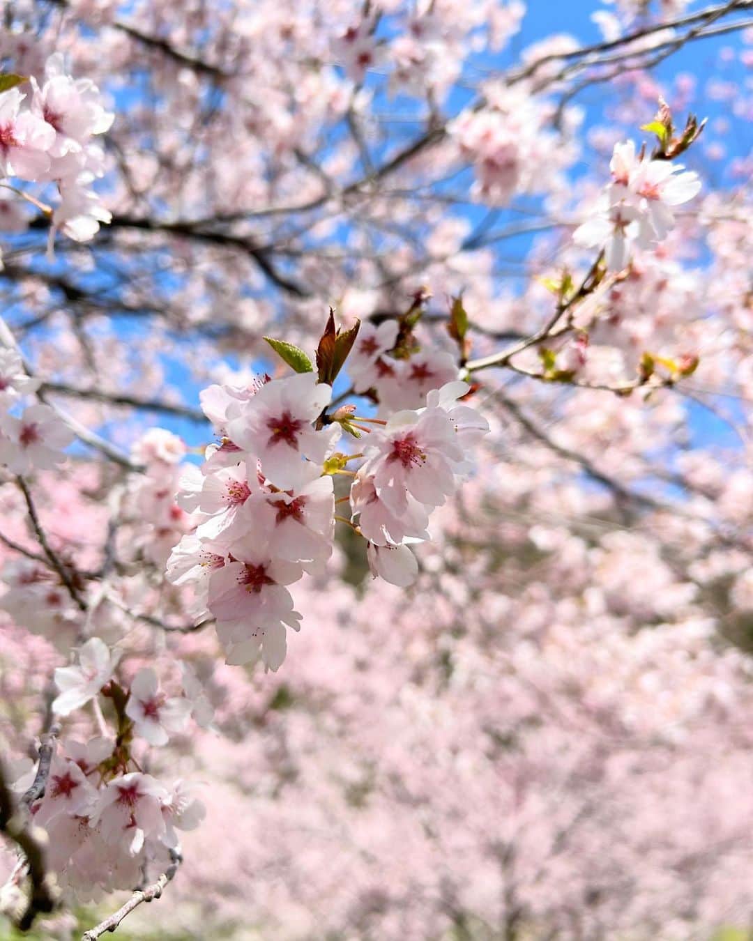 太田唯さんのインスタグラム写真 - (太田唯Instagram)「#ひらゆさくら 🚡🌸 .  久しぶりに岐阜県平湯へやって来ました〜！  ラジオでもお世話になった「ナガセスッポン養殖場」さんの 敷地内には400本もの桜があって。 360°の大パノラマとピンクの桜は ちょっとため息でるくらいに美しかったです   (GWの今がまさに見頃だそうですよ)  . そして その桜の足元で頑張っていたツクシも なんだか愛おしかった (iPhoneのピントが限界むかえたのでボケててごめんなさい)  1回行ってみてほしい！  . #ひらゆさくら #岐阜県観光 #平湯温泉 #観光スポット #cherryblossom #桜スポット」5月2日 14時48分 - yuiohta.official