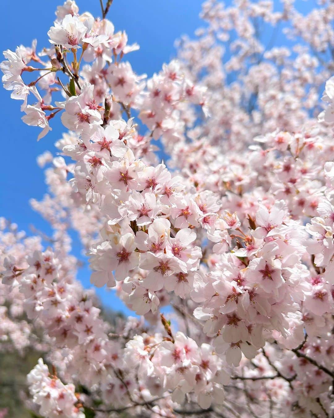太田唯さんのインスタグラム写真 - (太田唯Instagram)「#ひらゆさくら 🚡🌸 .  久しぶりに岐阜県平湯へやって来ました〜！  ラジオでもお世話になった「ナガセスッポン養殖場」さんの 敷地内には400本もの桜があって。 360°の大パノラマとピンクの桜は ちょっとため息でるくらいに美しかったです   (GWの今がまさに見頃だそうですよ)  . そして その桜の足元で頑張っていたツクシも なんだか愛おしかった (iPhoneのピントが限界むかえたのでボケててごめんなさい)  1回行ってみてほしい！  . #ひらゆさくら #岐阜県観光 #平湯温泉 #観光スポット #cherryblossom #桜スポット」5月2日 14時48分 - yuiohta.official