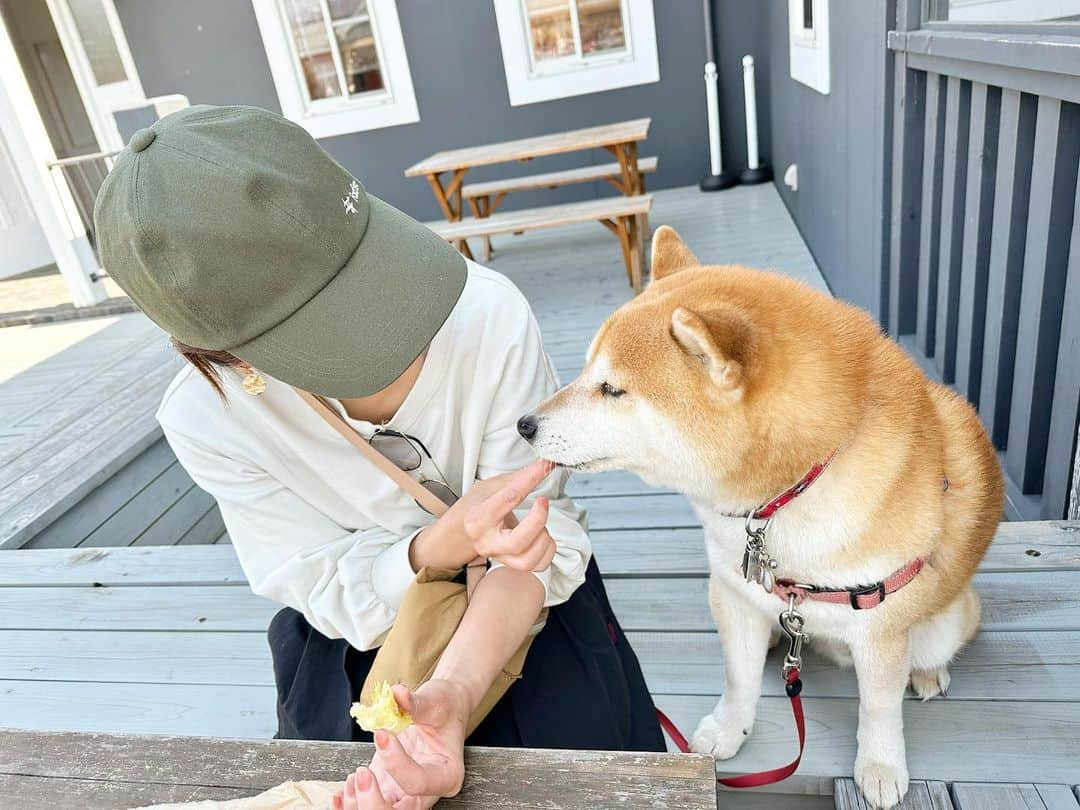 せんべえさんのインスタグラム写真 - (せんべえInstagram)「＊ おいもさん食べる？ 食べます！ おいもさん食べるぅ？？♡ 食べますぅー！！ ＊ #っていう #戯れ #せんべえ #柴犬 #shibainu  #おいもさん好き #ぱくっ #potate」5月2日 15時26分 - akiresh