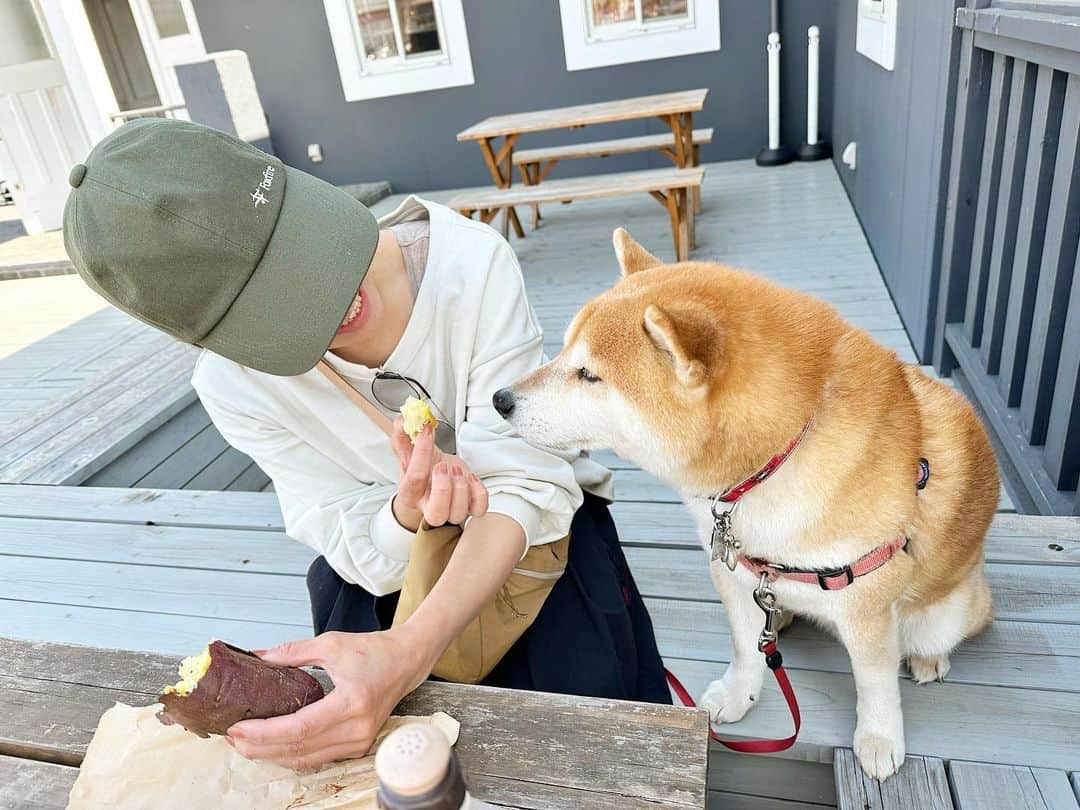 せんべえさんのインスタグラム写真 - (せんべえInstagram)「＊ おいもさん食べる？ 食べます！ おいもさん食べるぅ？？♡ 食べますぅー！！ ＊ #っていう #戯れ #せんべえ #柴犬 #shibainu  #おいもさん好き #ぱくっ #potate」5月2日 15時26分 - akiresh