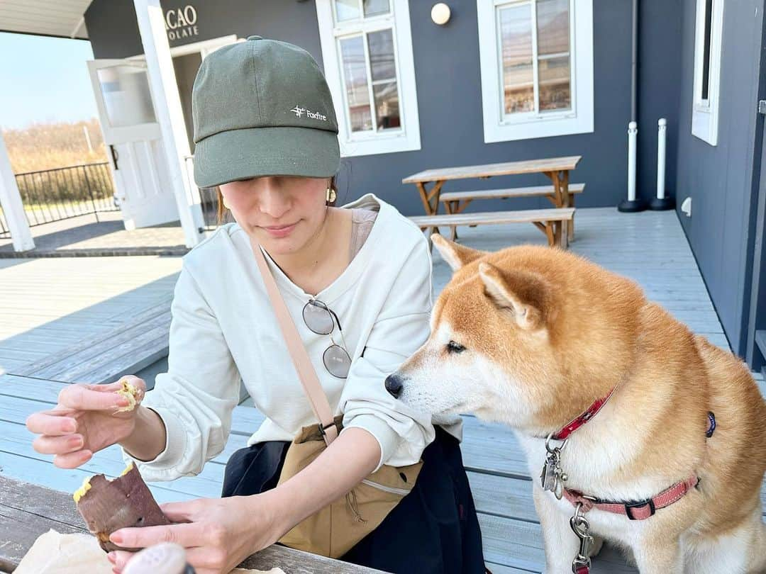 せんべえのインスタグラム：「＊ おいもさん食べる？ 食べます！ おいもさん食べるぅ？？♡ 食べますぅー！！ ＊ #っていう #戯れ #せんべえ #柴犬 #shibainu  #おいもさん好き #ぱくっ #potate」