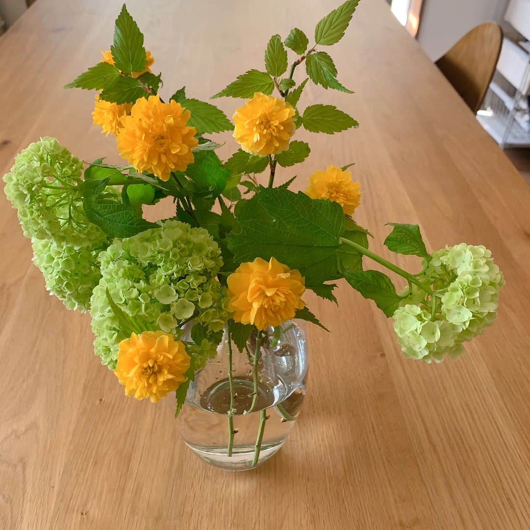 ムクリ［mukuri］さんのインスタグラム写真 - (ムクリ［mukuri］Instagram)「色鉛筆でおなじみの深みのある黄色いお花〜新緑の季節のはじまりを告げるヤマブキ（山吹）  新緑が綺麗な季節になりました。   木々の緑が生い茂るこの時期は  爽やかで過ごしやすく、気持ちがいいですね。   細くしなやかな茎に  多数の小さな黄色いお花を咲かせる山吹は  ５月が最盛期。   山吹と聞くと  色鉛筆に入っていた馴染みのある山吹色を  思い出す方も多いのではないでしょうか。   オレンジ寄りの深みがかった濃い黄色が  ちょっと大人っぽさのある 落ち着いた印象を与えてくれます。   本編では明るいミントグリーンのスノーボールと  一緒に生けてご紹介しています。   黄色は元気になれるビタミンカラー。  初夏に向けてパッとお部屋を明るく彩るのも良いですね♩   ▶︎ご紹介した読みもの https://mukuri.themedia.jp/posts/17337156  –––––––––––––––––– ムクリ公式アカウントでは くらしの中にある"好き"や"コダワリ"を毎日お届け。  インテリア、整理収納から家づくりなど 日常で参考になる情報から サラッと読める短編コラムまで ご紹介していますのでフォローしてぜひご覧ください。 ▶︎ @mukuri_official ・  「 #ムクリ 」のタグもいつも楽しく拝見しています☺️  オリジナルブランドは @daily_mukuri  くらしの中にあったらいいいな、 そんな商品を企画・制作、集めています。 ––––––––––––––––––  #山吹#ヤマブキ #おうち時間 #花  #花のある暮らし #花のある生活 #flowerstagram #くらしの編集 #ムクリ」5月2日 15時30分 - mukuri_official