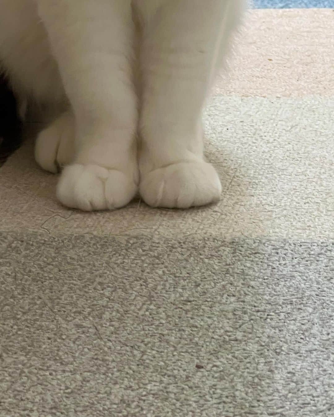 Kachimo Yoshimatsuのインスタグラム：「このムッチりした手は？  #うちの猫ら #猫 #mikeko #ねこ #ニャンスタグラム #にゃんすたぐらむ #ねこのきもち #cat #ネコ #catstagram #ネコ部 http://kachimo.exblog.jp」