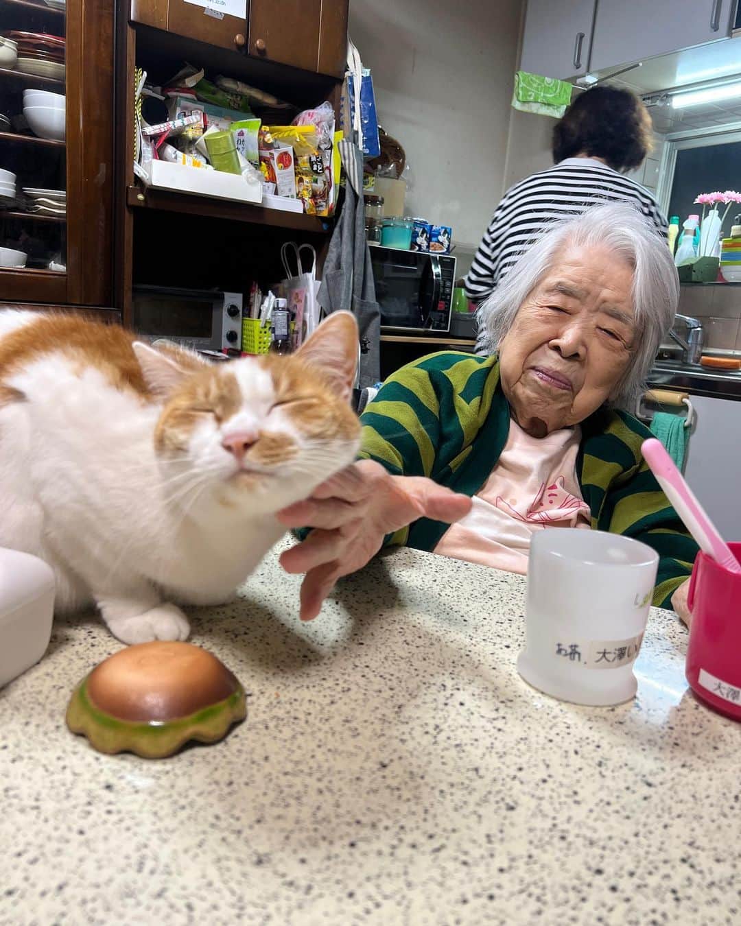 Kachimo Yoshimatsuのインスタグラム：「しょこしょこ。  #うちの猫ら #猫 #oinari #ねこ #ニャンスタグラム #にゃんすたぐらむ #ねこのきもち #cat #ネコ #catstagram #ネコ部 http://kachimo.exblog.jp」