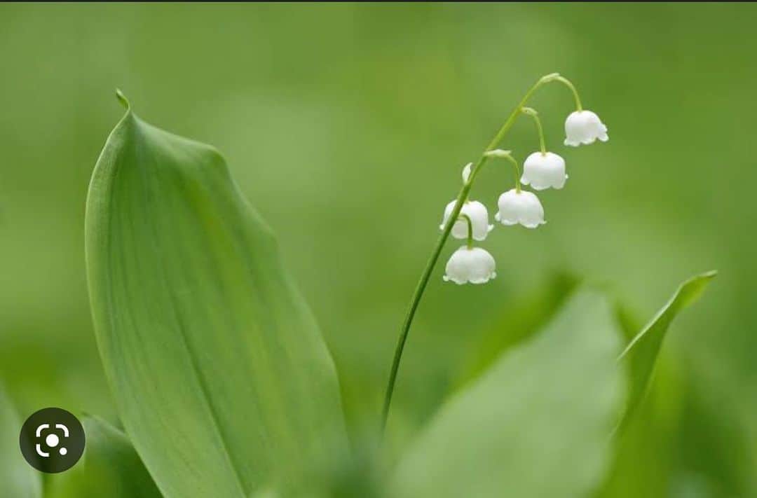 塩田真弓のインスタグラム：「5月1日はすずらんの日だそう Belated Lily of the valley day, May 1st. 感謝を込めて #lilyofthevalley」