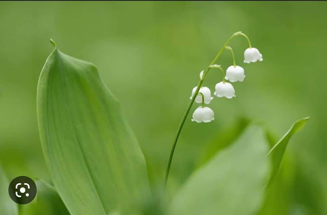 塩田真弓さんのインスタグラム写真 - (塩田真弓Instagram)「5月1日はすずらんの日だそう Belated Lily of the valley day, May 1st. 感謝を込めて #lilyofthevalley」5月3日 1時47分 - mayumi_shiota_