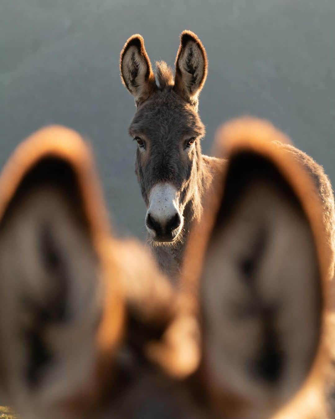 ニッキー・リードさんのインスタグラム写真 - (ニッキー・リードInstagram)「Revisiting one of my favorite experiences of the past year. Being able to stand at the top of this mountain in the presence of these wild mustangs and burros was such a honor. In the brief moments we connected, I could feel their trust and they could feel my heart. An experience I will never forget…  @leicacamerausa @returntofreedom」5月3日 1時55分 - nikkireed