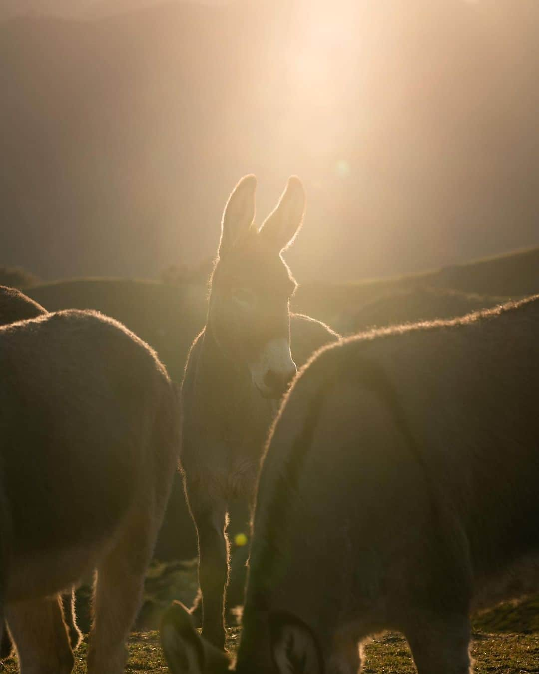 ニッキー・リードさんのインスタグラム写真 - (ニッキー・リードInstagram)「Revisiting one of my favorite experiences of the past year. Being able to stand at the top of this mountain in the presence of these wild mustangs and burros was such a honor. In the brief moments we connected, I could feel their trust and they could feel my heart. An experience I will never forget…  @leicacamerausa @returntofreedom」5月3日 1時55分 - nikkireed