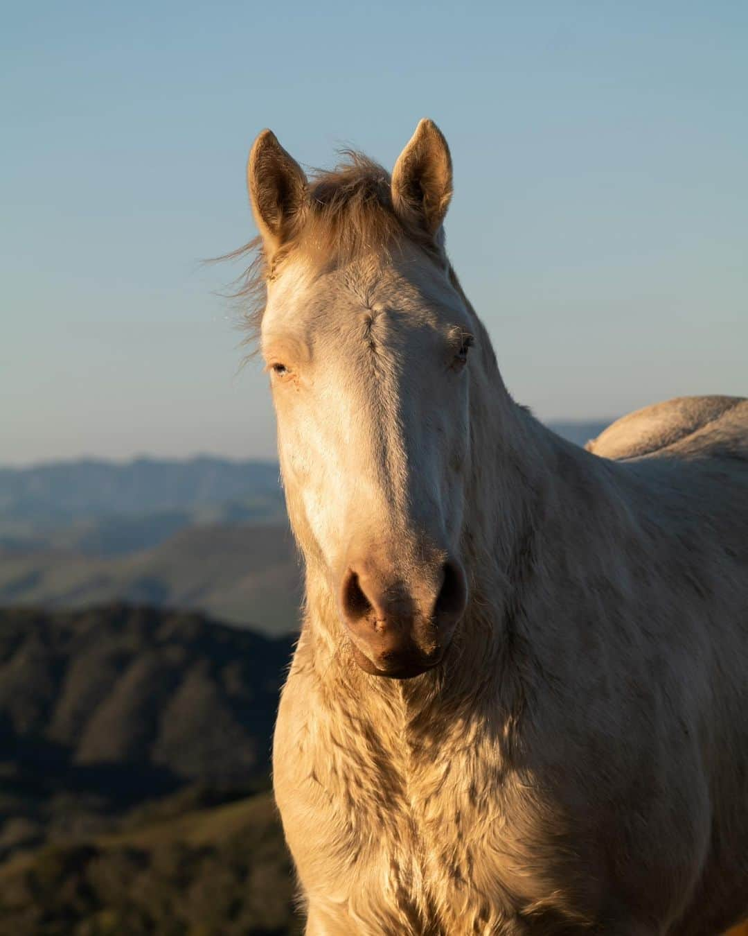 ニッキー・リードさんのインスタグラム写真 - (ニッキー・リードInstagram)「Revisiting one of my favorite experiences of the past year. Being able to stand at the top of this mountain in the presence of these wild mustangs and burros was such a honor. In the brief moments we connected, I could feel their trust and they could feel my heart. An experience I will never forget…  @leicacamerausa @returntofreedom」5月3日 1時55分 - nikkireed