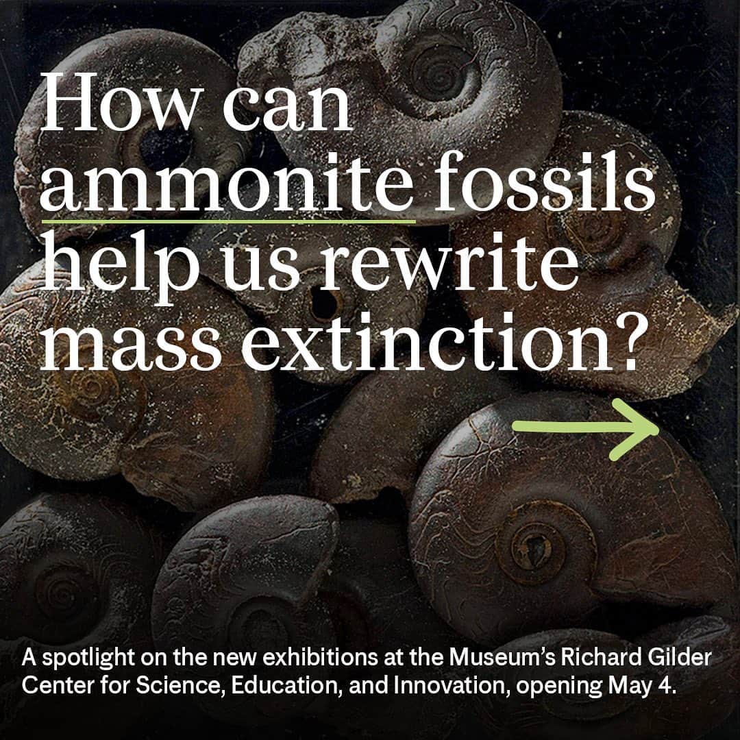 アメリカ自然史博物館のインスタグラム：「Step inside the Museum’s new Gilder Center, and take a peek at the collections! 🔎Ammonites are a group of ancient mollusks related to modern animals like nautiluses, squid, and octopuses. They were a phenomenally successful group, branching out into a wide variety of distinct species and diverse forms all over the world’s oceans, where they endured for more than 300 million years.  Only a small fraction of the Museum’s specimens and objects are on display. Millions more are studied behind the scenes. But now, in the Louis V. Gerstner, Jr. Collections Core, you can see more than 3,000 objects from the Museum’s research collections, from astrophysics to zoology. Find the ammonites on the first floor of the Gilder Center in the Macaulay Family Foundation Collections Gallery. ✨  #anmonite #naturalhistory #gildercenter #uws #amnh #museumlife」