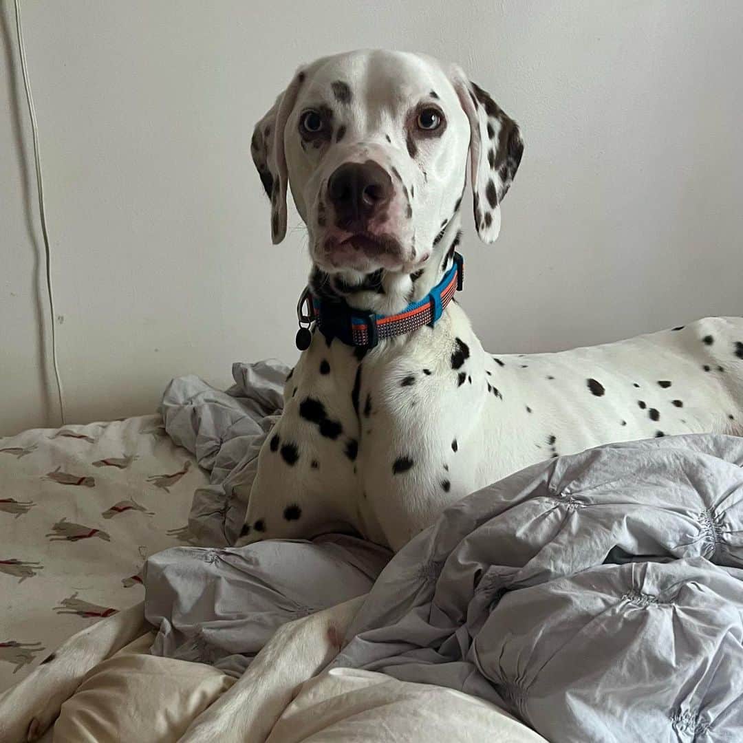 Monica Aksamitさんのインスタグラム写真 - (Monica AksamitInstagram)「@instagram meet moose. pretty sure he’s about to be a foster fail because the whole family has fallen in love with him within less than 24hrs. Oops.   #dalmatian #dalmatiannation #dalmata #dalmatyńczyk #rescue」5月3日 2時38分 - monicaaksamit