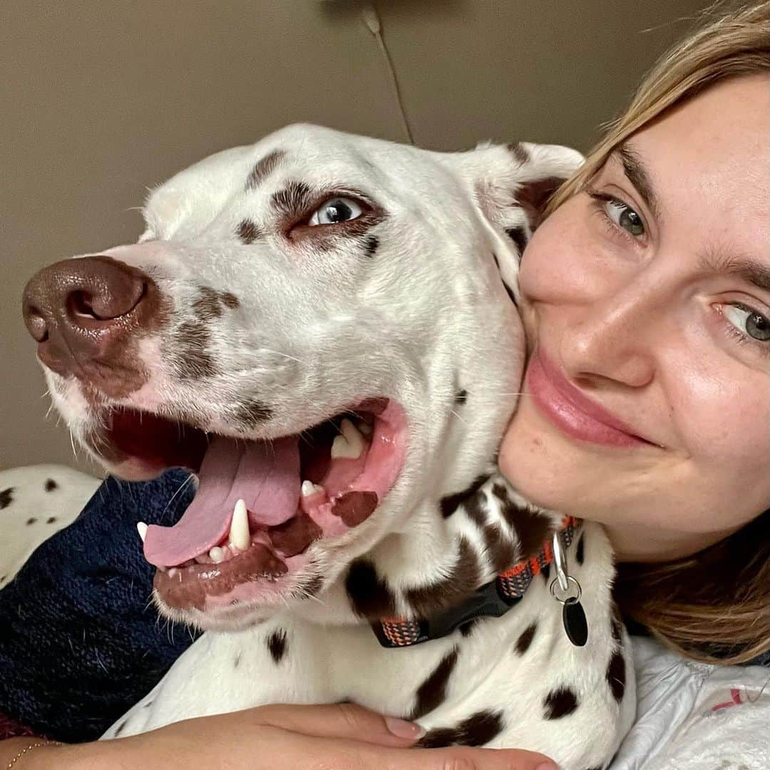 Monica Aksamitのインスタグラム：「@instagram meet moose. pretty sure he’s about to be a foster fail because the whole family has fallen in love with him within less than 24hrs. Oops.   #dalmatian #dalmatiannation #dalmata #dalmatyńczyk #rescue」