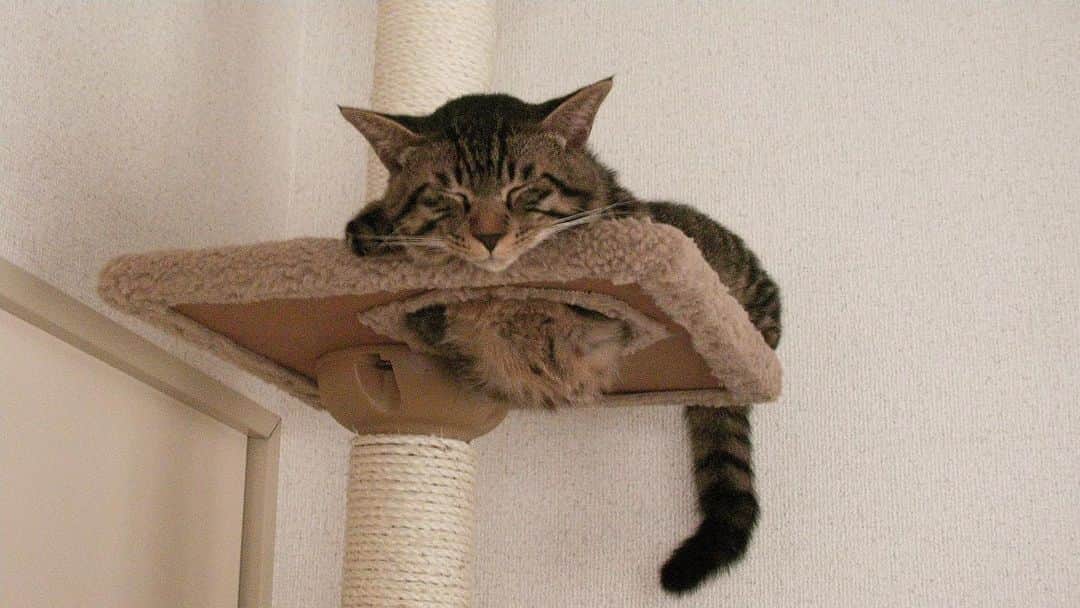 のインスタグラム：「2008年7月のちびムサシ。おなかポンポコリン。Catnap. #mck延長戦 #musashi_the_cat #musashi #mck #cat #キジトラ #ムサシさん」