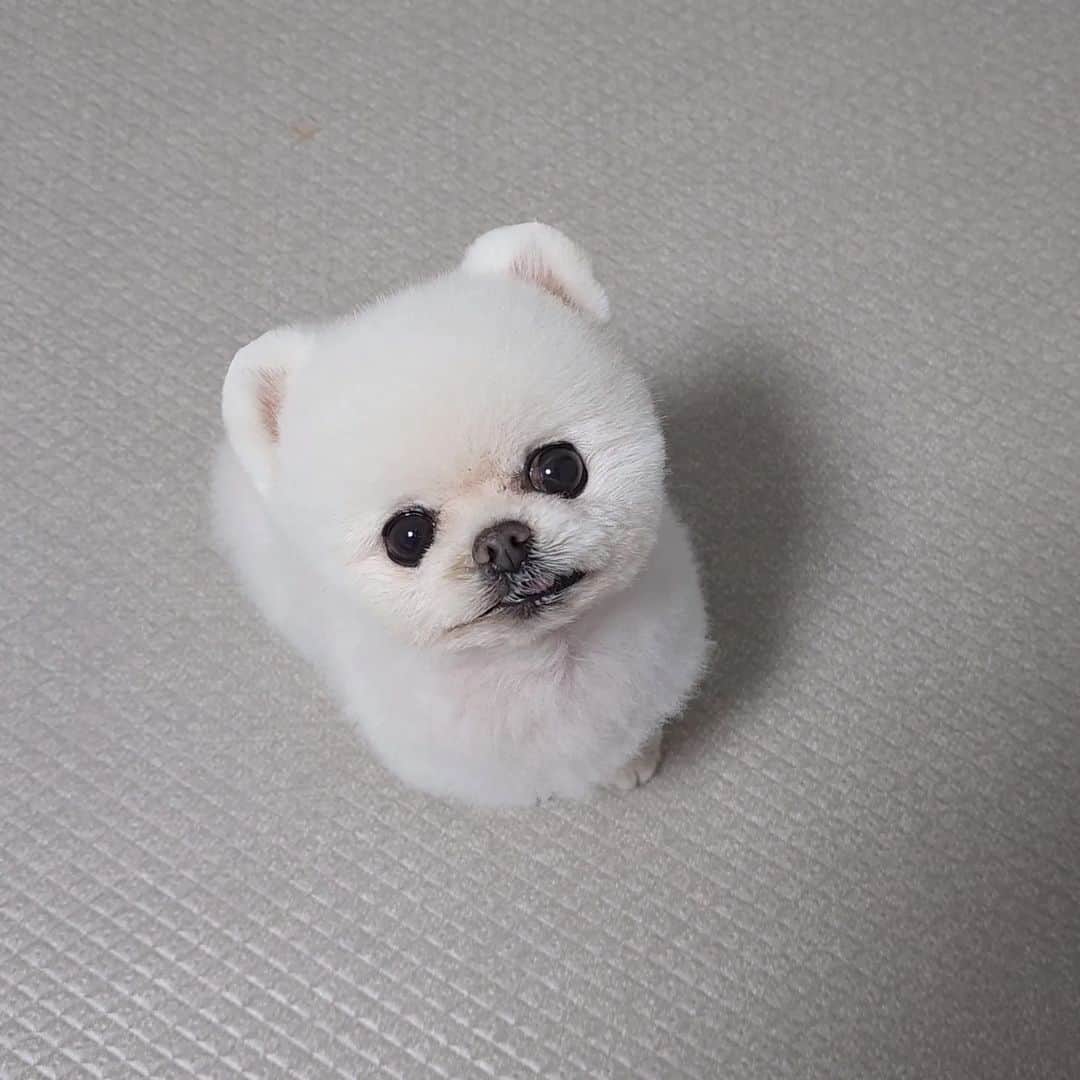 のインスタグラム：「. ☃️퐁사람☃️ 이등신 황금몸매 . 이사갈 집 바닥을 골라야하는데 넘 고민돼요 . 요즘은 반려견용 미끄럼방지용 마룻바닥 종류가 많더라구요 샘플들 받아봤는데 별루...그닥... 그나마 덜 미끄러운게 하나 있었는데 그건 무늬가 넘 별루 . 포세린타일도 종류가 여러가지인데 그중 덜 미끄러운 타일은 청소는 포기하고 살아야한다고... 청소는 힘들더라도 포세린 타일로 할까해요 . 매트깔기 싫은데 괜찮은 바닥재 있을까요 .」