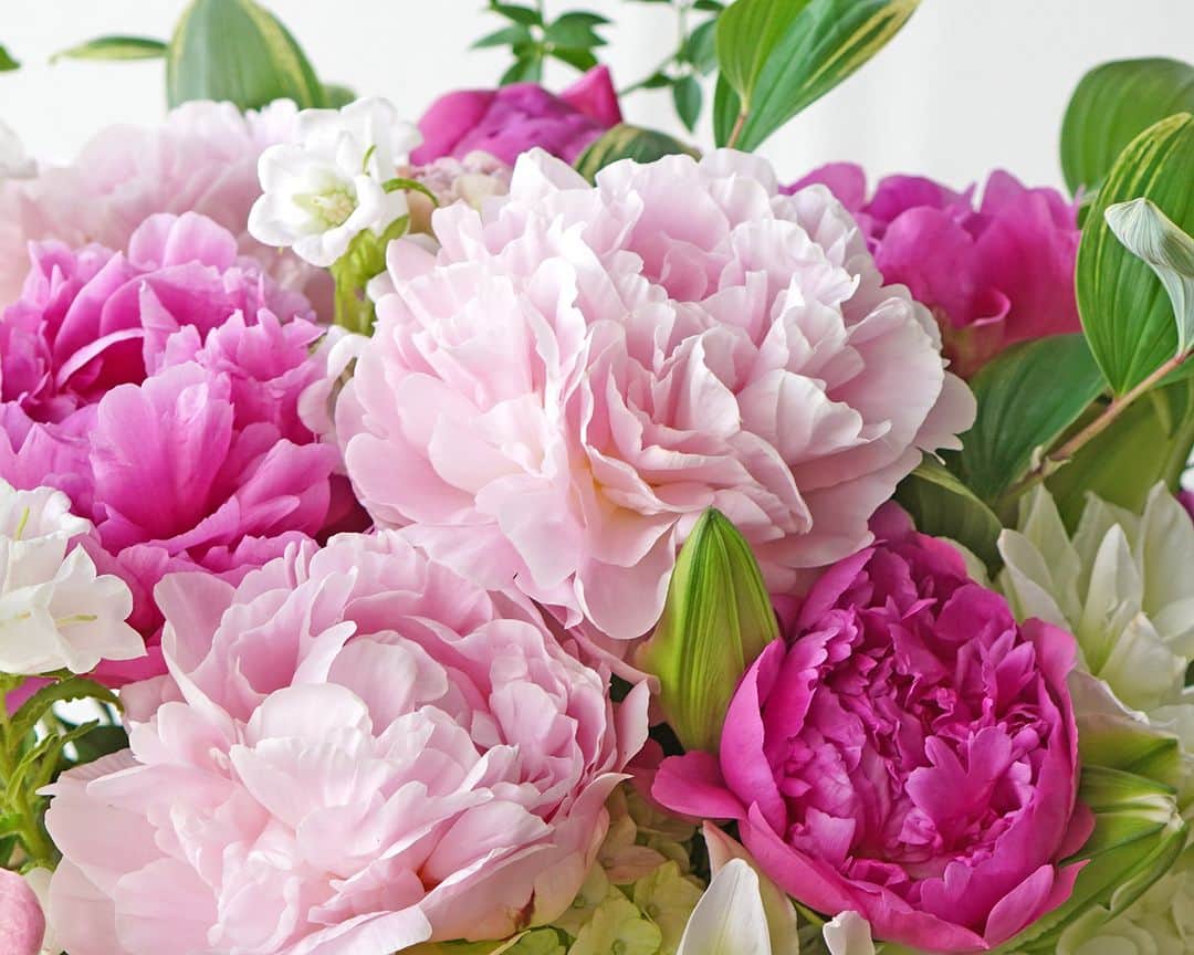 AOYAMA_HANAMOさんのインスタグラム写真 - (AOYAMA_HANAMOInstagram)「濃淡ピンクの芍薬に、爽やかな白とグリーンの花々を合わせて。 ・ 濃淡ピンクの大輪の芍薬（ピオニー）に、淡いピンクのカラー、白い八重咲きのユリやカンパニュラ、白と淡いグリーンのハイドランジアなど。透明感のある配色の花々に、細やかなリーフでナチュラルな趣きを加えた、華やかで上品なデザインです。 ・ 芍薬は優雅な花姿はもちろん、ふんわりと優しい芳香もその魅力のひとつ。 香りの種類や強さは品種によって違いがあり、バラに似た甘い香りを放つ品種もあれば、甘さ控えめのグリーン系の香りの品種もあります。 芍薬の繊細な美しさと豊かな香りで、清々しい初夏の訪れを感じてみてはいかがでしょうか。 ・ 商品名：芍薬のアレンジメント＜エモシオン＞ - - - #aoyamahanamo #青山花茂 #お花のある生活 #花が好きな人と繋がりたい #花を贈ろう #花のある暮らし #花のあるくらし #花のある日常 #癒しの花 #季節の花 #旬の花 #花とおうち時間 #花贈り #フラワーギフト #花の贈り物 #アレンジメント #芍薬アレンジメント #ピオニーアレンジメント #芍薬 #シャクヤク #ピオニー #かぐや姫 #バンカーヒル #カラー #ユリ #カンパニュラ #ハイドランジア #アジサイ #ドウダンツツジ #初夏の花」5月2日 18時00分 - aoyama_hanamo