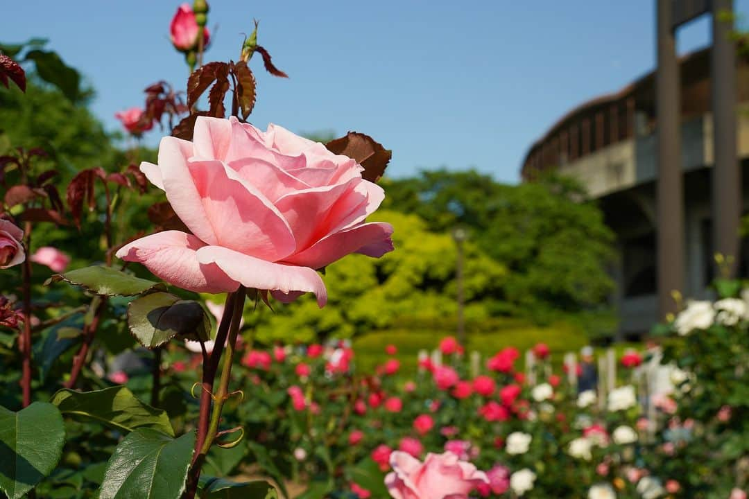 平塚市のインスタグラム