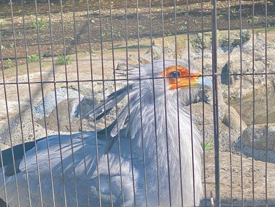 ひらさわあくびさんのインスタグラム写真 - (ひらさわあくびInstagram)「もっさと"上野動物園いこう！"の約束した日がまさかの定休日で、再度約束したのにまさかのコロナ禍へ突入で断念…😭からの！！ 3年越しの上野動物園デートが叶ったぁぁぁ💛💚🩵 本当に嬉し&天気もよくて楽しかった😭✨我々はパンダには興味がなかったのでパンダスルーしましたが、もっさの初めての上野動物園体験はあくびが奪いました😎ふふふ 動物園の後は喫茶店でたくさんおしゃべりして、動物にももっさにも癒された1日でした⭐️本当にピュアで芯があって、熱くて優しくて変な子🫶 ステキな1日をありがとうー！  #ネクライトーキー #ニガミ17才 #3年越しの上野動物園」5月2日 18時03分 - akubi_nigami