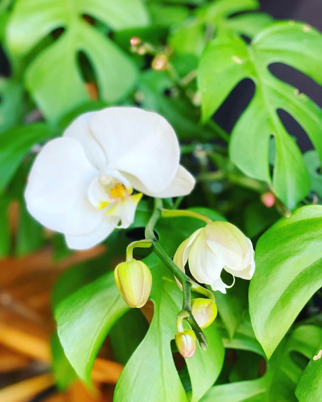 田中杏子さんのインスタグラム写真 - (田中杏子Instagram)「母が亡くなった一昨年9月、御供花にと送っていたたいた胡蝶蘭。花が終わってから鉢を入れ替え土を足して水を上げていたら、今年、小さなツボミが見え始め、先日、愛らしい花を咲かせました。支柱なしですが横のヒメモンステラの葉に混ざってて可愛い🌺　ありがとう💕  #akotanaka #胡蝶蘭が咲いた」5月2日 18時14分 - akoakotanaka