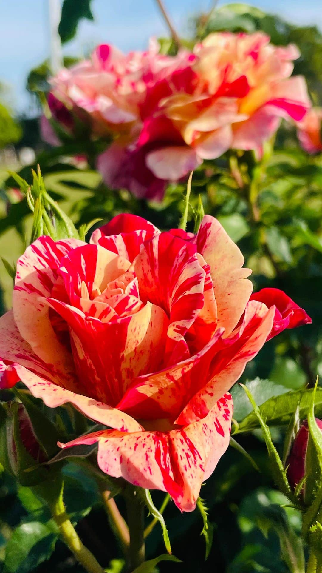 小嶋晶子のインスタグラム：「バラ園へお散歩へ…🌹  I took a walk in the rose garden and tons of roses fragrance made me feel relaxed.  #若園公園  #若園公園バラ園  #若園公園バラ園お散歩  #rose #rosegarden  #osaka #japan #🌹 #🇯🇵」