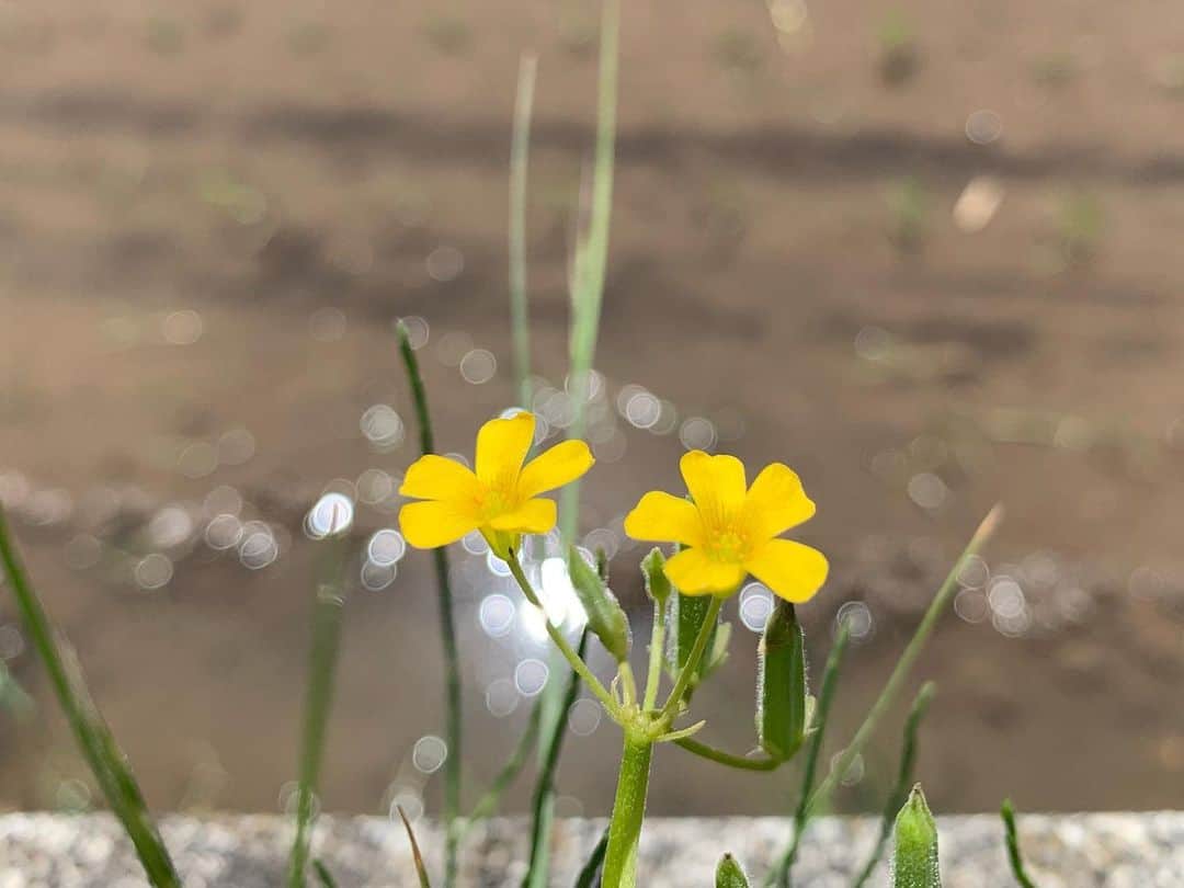 佐久間一行さんのインスタグラム写真 - (佐久間一行Instagram)「田んぼの水面が光ってくれていい効果💫  #カタバミ #田んぼ」5月2日 18時30分 - sakuzari