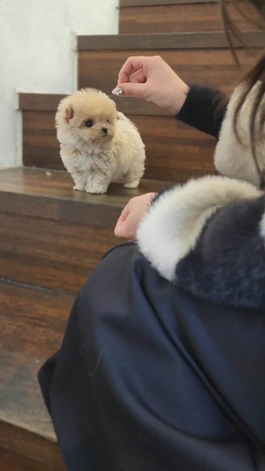 のインスタグラム：「Lovable tiny maltipoo babe💛 . . 저희는 다양한 강아지를 소유하고있으며, 강아지의 외모와 건강에 최선을 다하고 있습니다. 절대 포토샵에 속지마시고 영상을 요청해주세요 🎥🎬 We OWN Each and Every Puppy In Hand We Only Offer the Best in Appearance and Health  Don't be Fooled by Photoshop Pictures, Always ask for a VIDEO🎥🎬 . . 베이비몽은 11년동안 운영한 믿을 만한 펫샵으로 많은 한류스타, k팝스타, 셀럽들이 선택한 곳입니다 미니 사이즈,명품견 전문으로  해외,국내에서 이미 유명하며  단 한건의 사고 없이 지금까지 운영해 왔습니다  당신이 원하는 강아지가 있다면 언제든지 연락주세요!!  BabyMong is a reliable pet shop that has been operating in Korea for 11 years. Many K-pop stars, Korean wave stars, and celebrities chose BabyMong. We are specialize in selling mini-cup-sized puppies. We sent many puppies abroad for a long time. And the puppies have been transported safely without a single accident.  Feel free to contact me if you are interested. . . 🇰🇷서울 영등포 본점: 010 8325 0086 영업등록번호: 110111-7609071 주소: 서울시 영등포구 영중로23 대표번호: 1688-4386 📞  text Instagram☎+82-10-2214-0186 Whatsapp +82-10-2214-0186 Wechat babymongoverseas Email : babymongkorea@gmail.com Dm : 📩 Please direct message call me BABYMONG Main Kakao talk ID : babymongkorea . . #말티푸 #미니말티푸 #말티푸분양 #강아지분양 #강아지입양 #애견분양 #베이비몽 #maltipoo #poodle #maltese #teacuppuppy #maltipooofinstagram #maltipoopuppy #puppy #puppies #cute #dogstagram #puppyforsale #koreanpuppy #korea #babymong #puppyadoption #dogadoption」