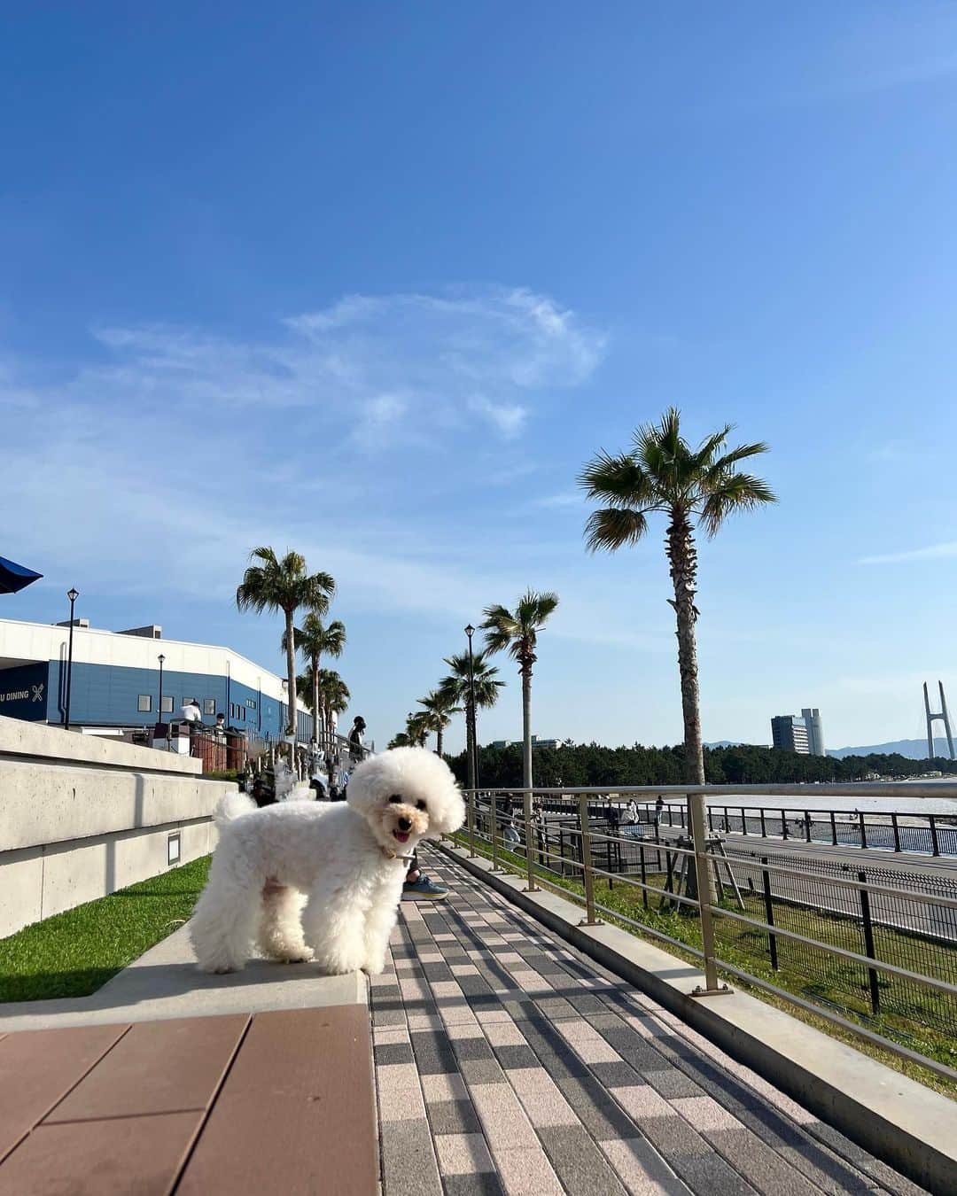 森川侑美さんのインスタグラム写真 - (森川侑美Instagram)「いいお天気☀️いい写真😆✨ 2枚目のうゆちゃんの顔がツボ🏺笑。  GW、明日からお天気下り坂だなんて 悲しすぎる🥲🥲 数日分の太陽いっぱい浴びた🌞  #GW#青空#海#わんこ#お出かけ」5月2日 18時33分 - yumi.morikawa322