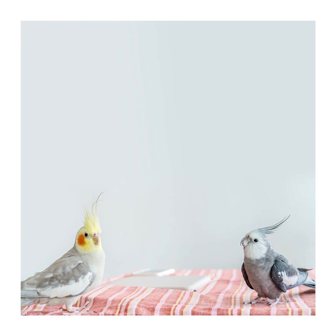 YURAPOi ゆらぽぃのインスタグラム：「best photo  http://www.ryoichisakai.com  #オカメインコ #ゆらちゃん #ぽぃちゃん  ©︎ryoichisakai」