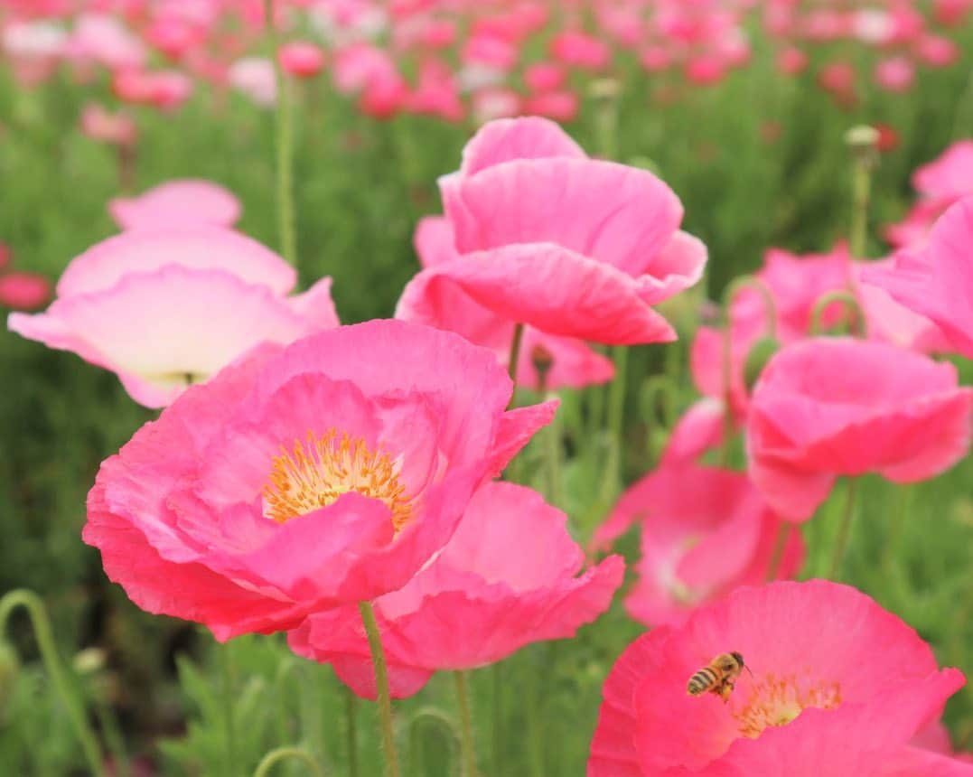 九州電力さんのインスタグラム写真 - (九州電力Instagram)「一面に広がる100万本のポピー🌺 . 福岡県小郡市にある「あじさかポピー園」は、約2万3000平方メートルの農地に約100万本のポピーが咲き誇るスポットです💖 . 5月13日・14日には「あじさかポピー祭り」が開催され、地元の野菜販売などの出店も行われます。 農地いっぱいに咲き誇るピンクや赤のポピーの花に癒されてみてはいかがでしょうか？ . -------------- 【あじさかポピー祭り】 ・期間：2023年5月13日(土)～5月14日(日) ・時間：10:00～16:00 -------------- ※「あじさかポピー祭り」については公式HPをご確認ください。 . ※写真提供：小郡市観光協会 ※写真は過去に撮影されたものです。 . 気兼ねなくお出かけできる日が来るまで、お届けする九州の風景が、皆さまの元気や癒しになれば幸いです🍀 九電グループでは、「あしたプロジェクト～あしたを、しんじて、たすけあおう～」を展開しています。詳しくは、HPをご覧ください✨ .  #九州電力 #福岡 #小郡市 #味坂ポピー園 #あじさかポピー園 #ポピー #ポピー園 #あじさかポピー祭り #ポピーまつり #ポピー祭り #はなまっぷ」5月5日 17時00分 - kyuden_official