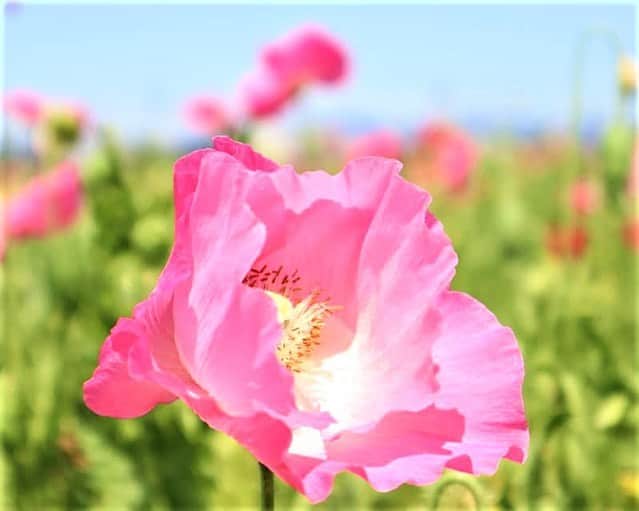 九州電力さんのインスタグラム写真 - (九州電力Instagram)「一面に広がる100万本のポピー🌺 . 福岡県小郡市にある「あじさかポピー園」は、約2万3000平方メートルの農地に約100万本のポピーが咲き誇るスポットです💖 . 5月13日・14日には「あじさかポピー祭り」が開催され、地元の野菜販売などの出店も行われます。 農地いっぱいに咲き誇るピンクや赤のポピーの花に癒されてみてはいかがでしょうか？ . -------------- 【あじさかポピー祭り】 ・期間：2023年5月13日(土)～5月14日(日) ・時間：10:00～16:00 -------------- ※「あじさかポピー祭り」については公式HPをご確認ください。 . ※写真提供：小郡市観光協会 ※写真は過去に撮影されたものです。 . 気兼ねなくお出かけできる日が来るまで、お届けする九州の風景が、皆さまの元気や癒しになれば幸いです🍀 九電グループでは、「あしたプロジェクト～あしたを、しんじて、たすけあおう～」を展開しています。詳しくは、HPをご覧ください✨ .  #九州電力 #福岡 #小郡市 #味坂ポピー園 #あじさかポピー園 #ポピー #ポピー園 #あじさかポピー祭り #ポピーまつり #ポピー祭り #はなまっぷ」5月5日 17時00分 - kyuden_official