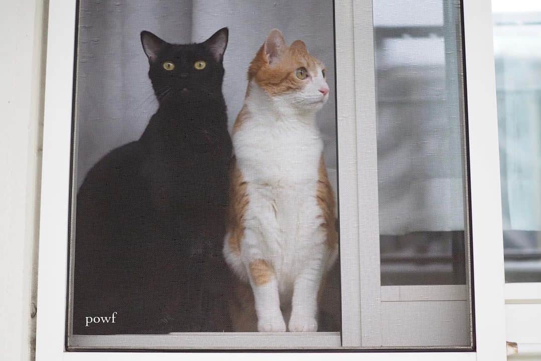 anemone_69さんのインスタグラム写真 - (anemone_69Instagram)「🐈🐈‍⬛ . 今ではレアなツーショット✧ . . #窓辺のハカセとキョウジュ #ハカセとキョウジュ #cat #猫 #保護猫 . #windowkitty . . .」5月2日 19時15分 - powf