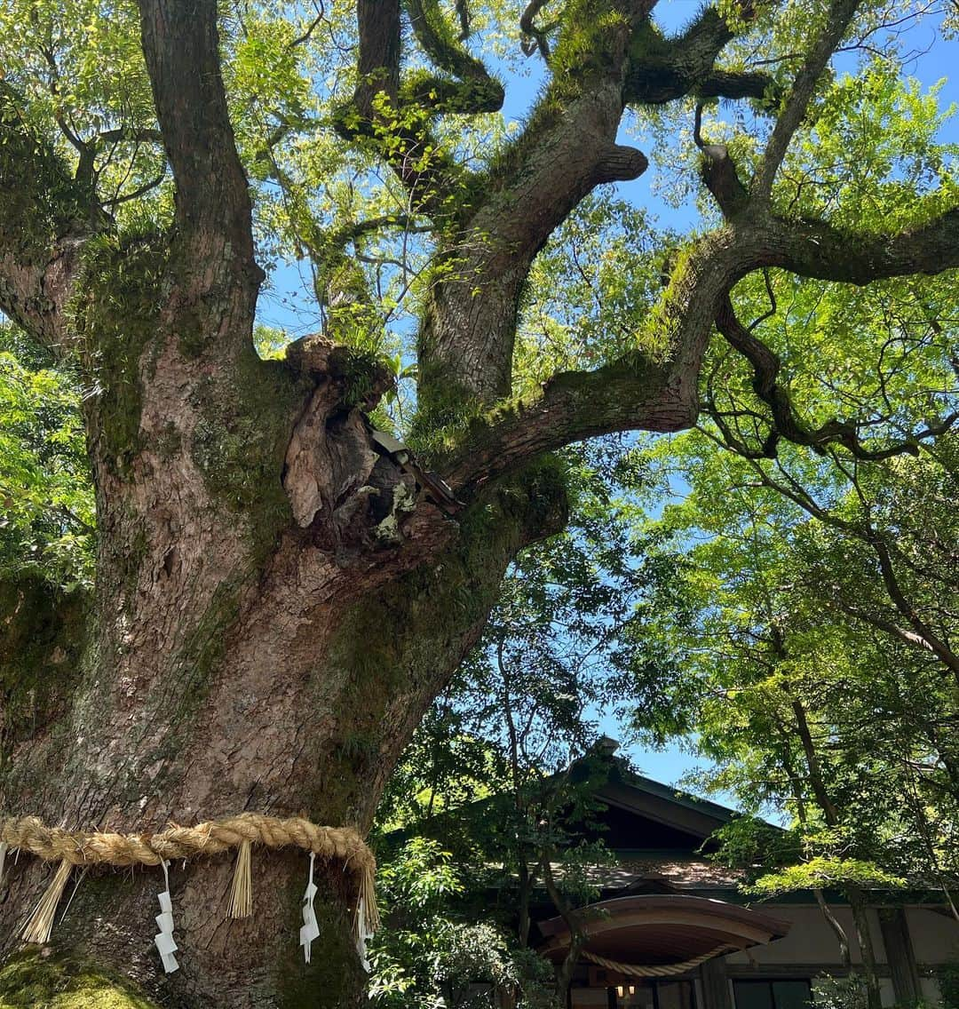 中村かなさんのインスタグラム写真 - (中村かなInstagram)「⛩ ・ ・ お久しぶりになってしまった 熱田神宮の朔詣🙏 昨日はGWなのでとっても賑わっていました☀️ 偶然にも催事も見れてラッキー✌️ ・ 毎月1日にしか販売されない あつた宮餅も無事にゲット✨ 最近早く売り切れちゃうから、、、 早起き必須なおいしいお餅です♡ おばさまにどこで購入したの？と聞かれましたが 今月は熱田神宮お隣の秋葉社で朔日市開催でした❣️ 月によって開催場所違うから @atsutamiyashukukai  でチェックすると⭕️ ・ ・ 赤ちゃんの時はお宮参りに 夏休みは緑蔭教室に 初詣はもちろん 良い事があった時も 悪い事があったときも 熱田さんへお詣りしていました🙏 ・ マイ参拝ルートもある😂 私にとって1番身近で大切な場所です😌💕 ・ ・ ・ #熱田神宮 #あつた宮餅 #朔詣 #朔日市 #あつた朔日市 #名古屋観光 #名古屋旅行 #名古屋市熱田区 #熱田区 #熱田さん #神宮 #かなの寺院仏閣巡り #神社 #パワースポット #パワースポット神社 #パワースポット巡り #パワスポ #寺院 #神社 #神社巡り #神社仏閣」5月2日 19時12分 - k777pime