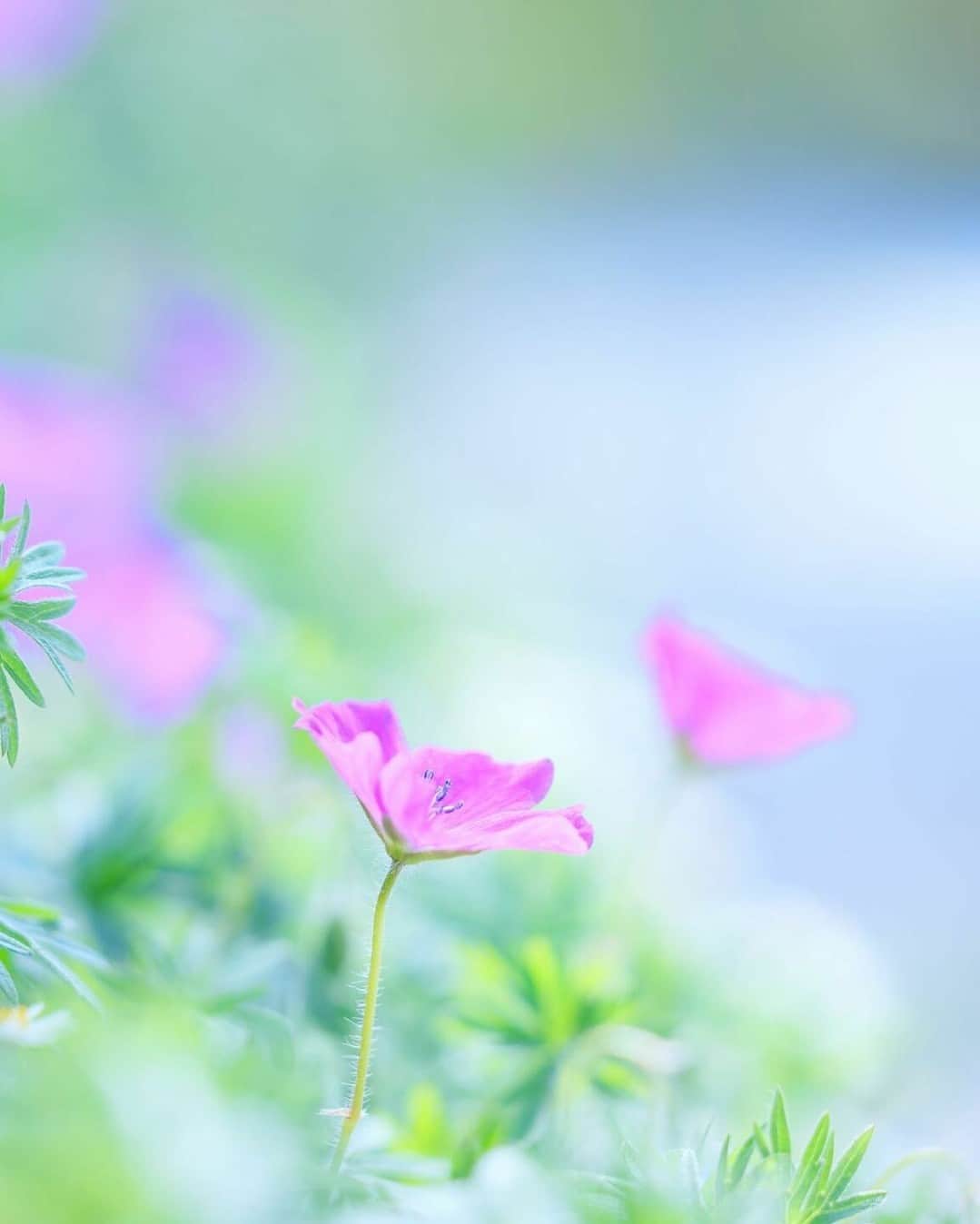 花の写真館のインスタグラム：「Photo by @may3557. https://instagram.com/may3557/ . Original Post[投稿いただいたURL] https://www.instagram.com/p/CrhrDthvYAU/ . 本アカウントは、 #私の花の写真 をつけてInstagramに投稿された皆さまの花の写真や、「花の写真館」Facebookページで投稿された花の写真を紹介します。 「花の写真館」Facebookページは、「 @floral.photograph 」のプロフィールにあるURLからご覧ください。 . ※各種法令、マナー、関係者の指示に従った撮影をお願いします。 *Please ensure that your photography adheres to all relevant laws, etiquette, and instructions issued by authorized persons. ※本アカウントは東京カメラ部がFacebook、Instagramのサービスを利用して運営しているもので、Meta社・Instagramとは一切関係ありません。 . #花の写真館 #floralphotograph #floralphoto #flower #flowers Follow: @floral.photograph」