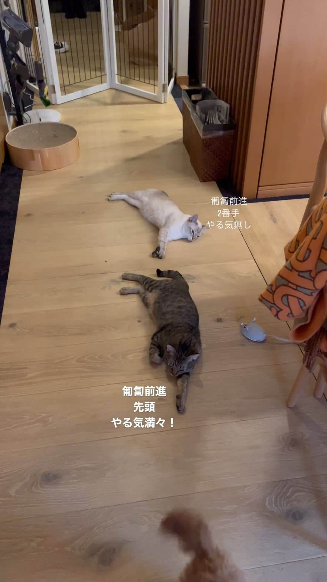 松浦勝人のインスタグラム：「猫っておもろい！  #トイボブ #猫 #cats  #maxmatsuura」