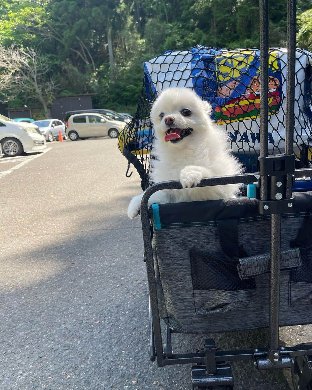 高橋茉奈さんのインスタグラム写真 - (高橋茉奈Instagram)「＊ じじばばと#BBQ ！ 遊んで、遊んで、遊んで、…本の影で寝た🤣🤣💓 バーベキュー場までの道のりが過酷すぎて めちゃくちゃ大変だったけど楽しかった〜！ いつも22時くらいに寝るけど、 たぶん今日は21時前には寝るな🤣🤣👌 #赤ちゃん#赤ちゃんのいる生活#赤ちゃんのいる暮らし#べビスタグラム#ママスタグラム#男の子#男の子ベビー#男の子ママ#成長記録#育児#育児記録#親バカ部#8月生まれ#令和生まれ#令和3年ベビー#1歳#新米ママ#長男#第一子#きーくんの成長記録#我が子は可愛い#我が子が一番#ポメラニアン」5月2日 19時43分 - 94.05.28