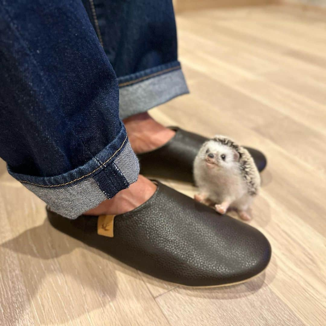 ラド&ティンクさんのインスタグラム写真 - (ラド&ティンクInstagram)「slipper & 🦔  model ： Wool-felt doll & Liam  お家が新築なので、 パパ👨さんのスリッパも新しくしました。  本革のとってもお洒落なのだけど、 なんと、インソールが取り替えらるの❣️  夏用インソール/オールシーズン用インソール付き  夏にサラッと履けるのは嬉しいよね。  @taiga_press  収納袋も付いてるし、 箱もお洒落だから、プレゼントにも最適だよ❤️  リアムのお墨付き👍  #はりねずみのリアム #はりねずみ #ハリネズミ #針鼠 #igersjp #pecotv #hedgehog #hedgie  PR @taiga_press #レザースリッパ #ルームスリッパ #ルームシューズ #スリッパ大好き #ボンボヌール #おうち雑貨 #おしゃれインテリア雑貨 #レザーアイテム」5月2日 19時45分 - rado_pompon