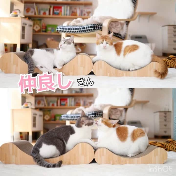 猫壱（ねこいち•ネコイチ）のインスタグラム