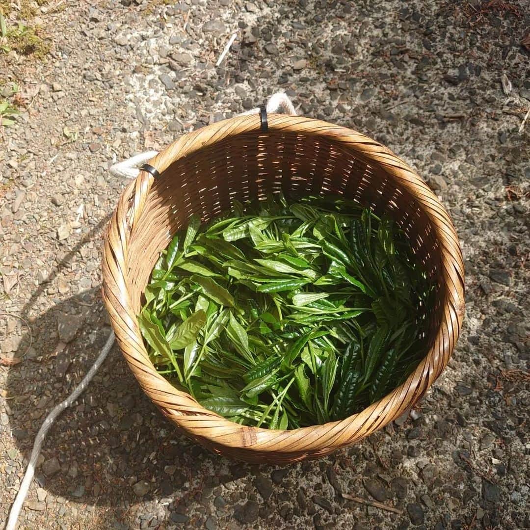徳増ないるさんのインスタグラム写真 - (徳増ないるInstagram)「きょうは八十八夜 新茶が美味しい季節ですね♪ 数日前に静岡市の山間で 新茶の摘み取りをしていたら 珍しいハート形の茶葉を 見つけました！ いいことありそう😊 皆さんにも幸運を！  #日本茶 #美味しいお茶 #茶摘み #幸運」5月2日 20時26分 - nairu.tokumasu